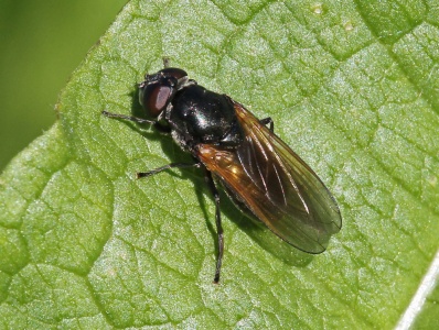 Cheilosia impressa, female, hoverfly, Alan Prowse
